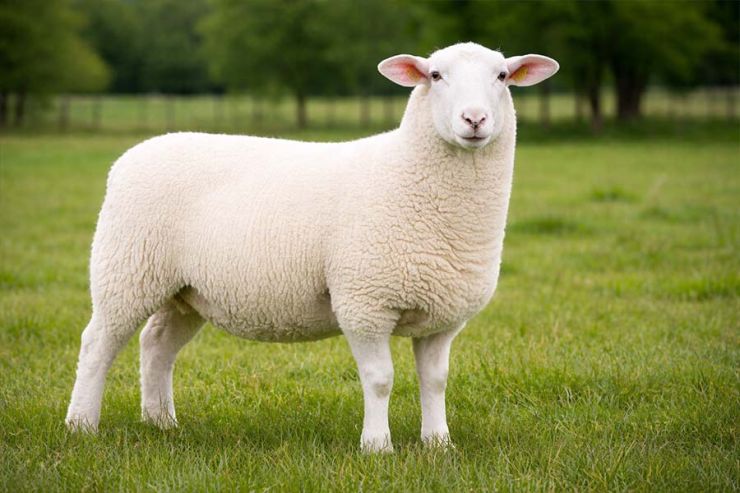 Da li je Beograd jedina prestonica na svetu u kojoj se rađa „Mis“ na četiri noge?